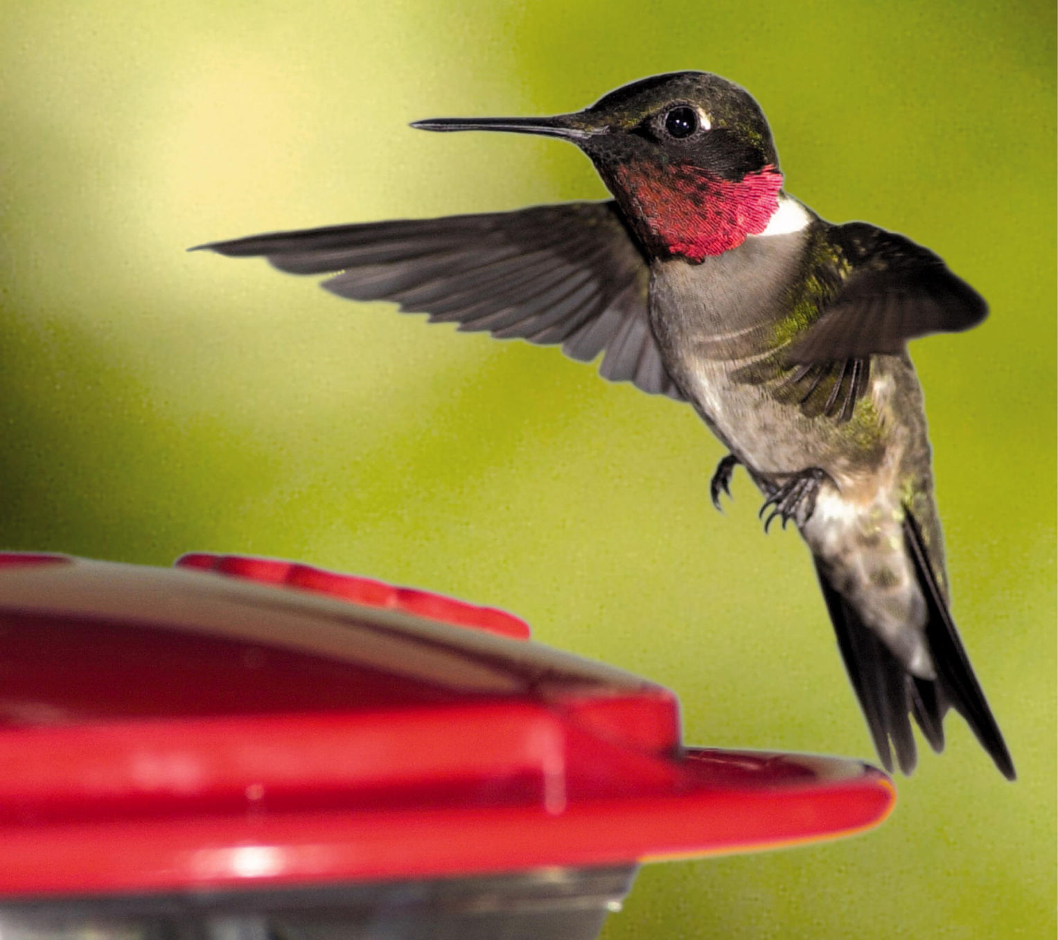 Hummingbirds back on move (copy)